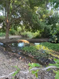 סצנה שלווה של אזור מיוער עם עץ גדול ובריכה קטנה וצלולה המשקפת את אור השמש. המקום השליו הזה במטיילים בישראל כולל צמחים ירוקים שופעים, עלים יבשים על האדמה וגדר תיל בחזית - גולת הכותרת המושלמת לכל טיולי בלוג בארץ.