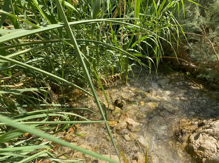 תקריב של נחל קטן וצלול מוקף קנים ירוקים ועשבים. אבנים מצפות את ערוץ הנחל, ואור השמש מסתנן דרכו, ויוצר סביבה בהירה וטבעית מושלמת למטיילים בישראל לטיולים בצפון הארץ.