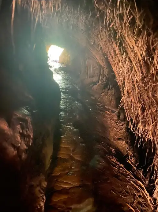 מנהרה צרה עם אור שמש זורם מהכניסה מאירה את השביל. מים זורמים לאורך הרצפה המחוספסת והמרקם, בעוד שורשים וצמיחה טבעית תלויים מהתקרה הארצית. זו אווירה כפרית וסגורה מושלמת למי שמחפש חוויות בטבע בישראל.