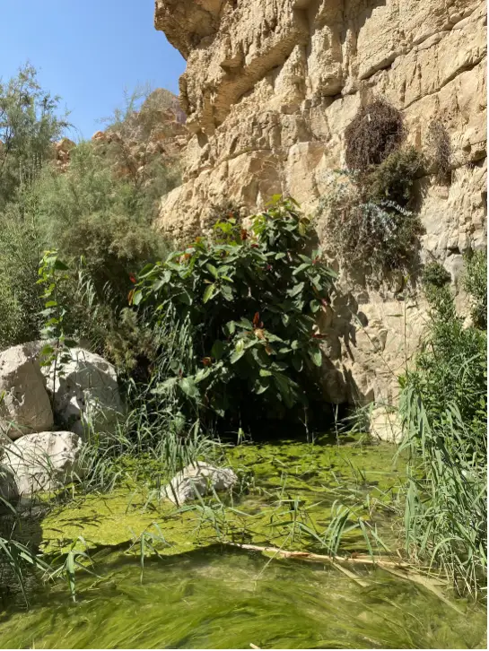 נוף סלעי עם גוף קטן של מים ירוקים, מוקף צמחייה וצמחייה עבותה, מחכה לכם בטיולים שלכם בצפון הארץ. צוקים גבוהים ברקע מתנשאים על רקע שמיים כחולים צלולים ויוצרים סצנה טבעית ושלווה - בהחלט אחד ממקומות מומלצים לטיול.