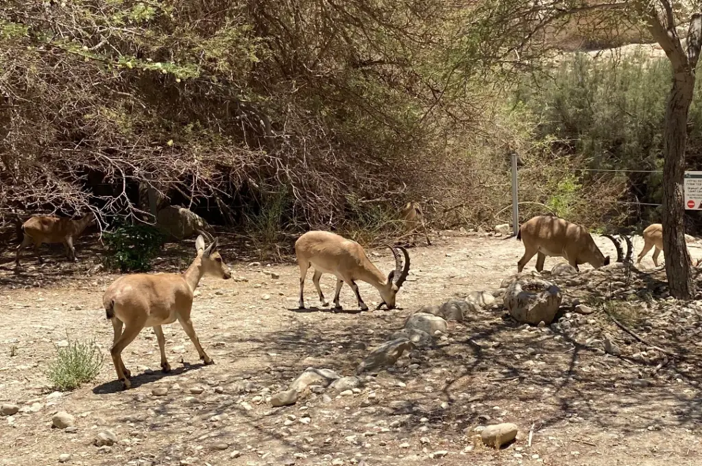 קבוצת יעלים עומדת ורועה באזור סלעי וצחיח עם עצים ושיחים דלילים. מתחת לשמים הבהירים, אור השמש מטיל צללים על הקרקע. הסצנה הזו היא אחת מני רבות של אטרקציות המושלמת לאלו החוקרים את בלוג טיולים בארץ, במיוחד במהלך טיולים בצפון הארץ.