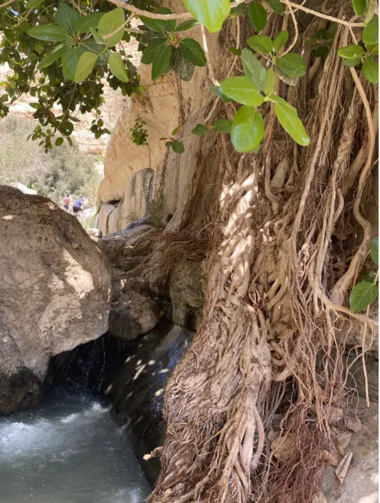מפל קטן זורם בין סלעים מתחת לעץ גדול עם שורשים עבים ומתפתלים ועלים ירוקים - מקום מושלם לחוויות בטבע בישראל. אור השמש מסתנן דרך הענפים, מטיל צללים מנומרים על המים והסלעים.