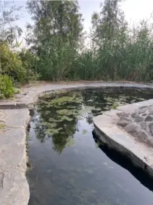 בריכה שלווה מוקפת עשבים ועצים גבוהים, עם מים צלולים המשקפים את השמים, מציעה את אחת החוויות בטבע בישראל. הקצה מרופד בלוחות אבן, שבהם כמה אצות צפות בעדינות.