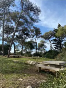 אזור חיצוני זה שוכן בין עצי אורן גבוהים ומציע שולחנות פיקניק מושלמים להנאה מחוויות בטבע בישראל. השמיים הצלולים והדשא הירוק, מנוקדים בכתמים סלעיים, יוצרים סביבה שלווה וטבעית שיכולה להיות מוצגת בכל בלוג טיולים בארץ.
