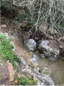 נחל קטן וסלעי זורם בשטח מיוער, מקום מושלם לחוויות בטבע בישראל. המים עכורים, מוקפים בסלעים וצמחייה דלילה. ענפים תלויים משתרעים מעל הנחל, בעוד שכתמי דשא ירוקים מכסים את האדמה באבן חן נסתרת זו בין המקומות מומלצים לטיול.