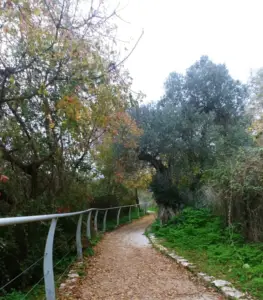 שביל עפר צר מתפתל בצמחייה עבותה, מרופד במעקה מתכת בצד אחד. עצים גבוהים עם עלי סתיו מתעקלים מעל לשמים מעוננים, יוצרים סצנה טבעית שלווה ומזמינה - מקום אידיאלי לטיולים בצפון הארץ או לגילוי מקומות מומלצים לטיול.
