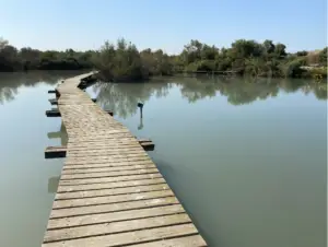 טיילת עץ מתנודדת משתרעת על פני גוף מים רגוע ומשתקף, המובילה לעבר ירק צפוף תחת שמיים כחולים צלולים. שלט קטן מסמן את פנינה החבויה הזו בין מקומות מומלצים לטיול למטיילים בישראל החוקרים את שלוות הטבע.