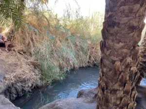 נחל שקט זורם בנווה מדבר שופע, מושלם לבלוג טיולים בארץ. עשבים גבוהים ועצי דקל מקיפים את המים, ויוצרים סצנה טבעית שלווה. אור השמש מסתנן דרך העלווה, מטיל השתקפויות עדינות על פני השטח - באמת אחד מאותם מקומות מומלצים לטיול.