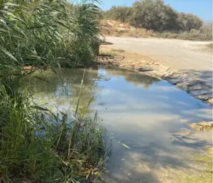 בריכת המים הקטנה הזו שוכנת בטבע, מוקפת בעשב גבוה ובשיחים, פני השטח השלווים שלה משקפים את השמים הכחולים. שביל עפר גובל בבריכה, מזמין את מטיילים בישראל לחקור עוד. ברקע, שיחים ואזור יבש וסלעי משלימים את המקום מומלץ לטיול זה.
