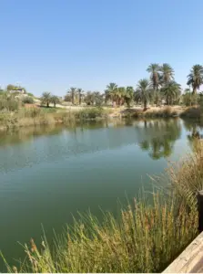 בריכה שלווה מוקפת דשא שופע ועצי דקל גבוהים מתחת לשמים כחולים צלולים מציעה את אחד המקומות מומלצים לטיול. השתקפות העצים מנצנצת על פני המים ויוצרים סביבה שלווה וטבעית, מושלמת למטיילים בישראל.