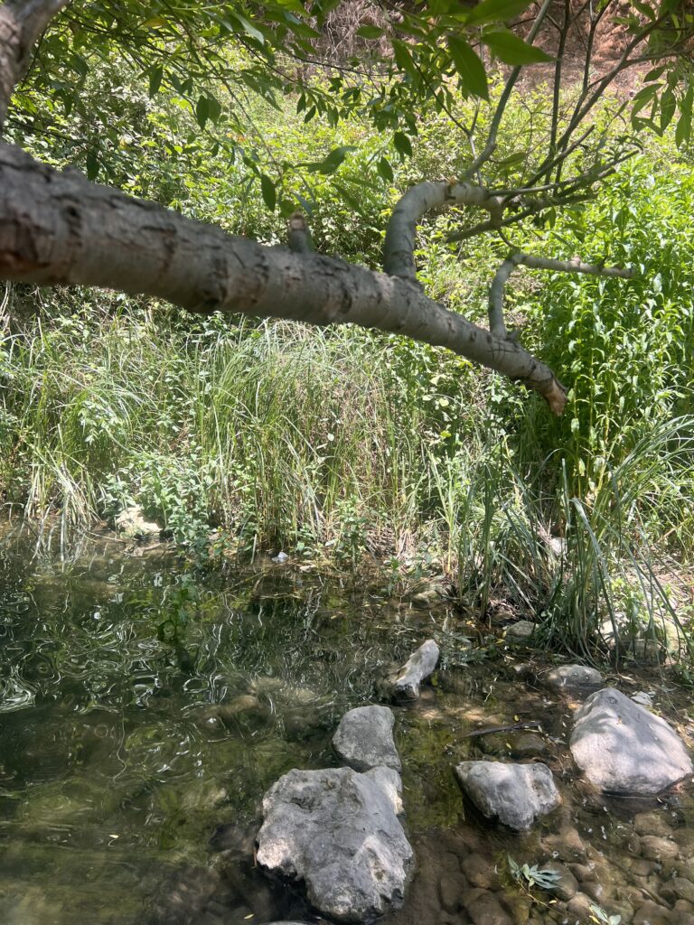 ענף עץ עלים משתרע על נחל קטן וצלול עם סלעים ועשב ירוק גבוה לאורך הגדה ביום שמש.