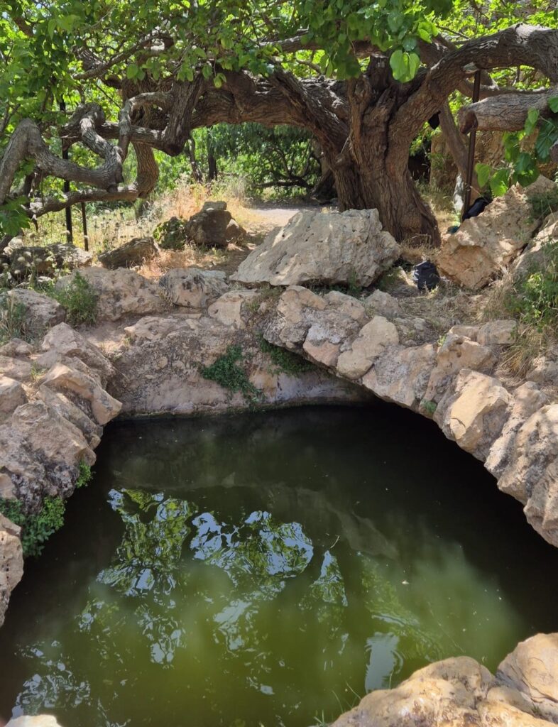 בריכה קטנה מרופדת באבנים עם מים ירוקים יושבת מתחת לעץ גדול וישן עם ענפים מעוותים ועלים צפופים, מוקפת בסלעים וכתמי עשב בסביבה טבעית חיצונית.