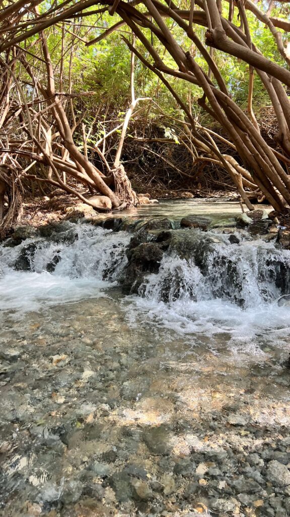 מים צלולים זורמים על סלעים בנחל רדוד, מוקפים בענפי עצים מעוותים ועלים ירוקים, כשקרני השמש מסננות מבעד לעלווה מעל.