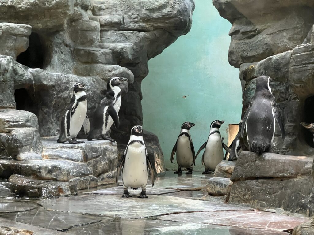 מספר פינגווינים עומדים ומטלטלים על משטחים רטובים וסלעיים בתוך מתחם מקורה עם קירות אבן ורקע בצבע טורקיז. חלק מהפינגווינים פונים למצלמה, בעוד שאחרים מסתכלים סביבם.