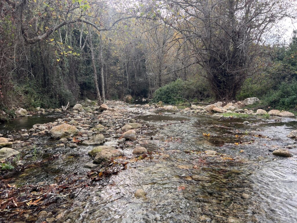 נחל רדוד וסלעי זורם ביער עם עצים גבוהים וחסרי עלים ושיחים ירוקים. השמיים מעוננים, ועלים שנשרו מפוזרים בין הסלעים והמים.