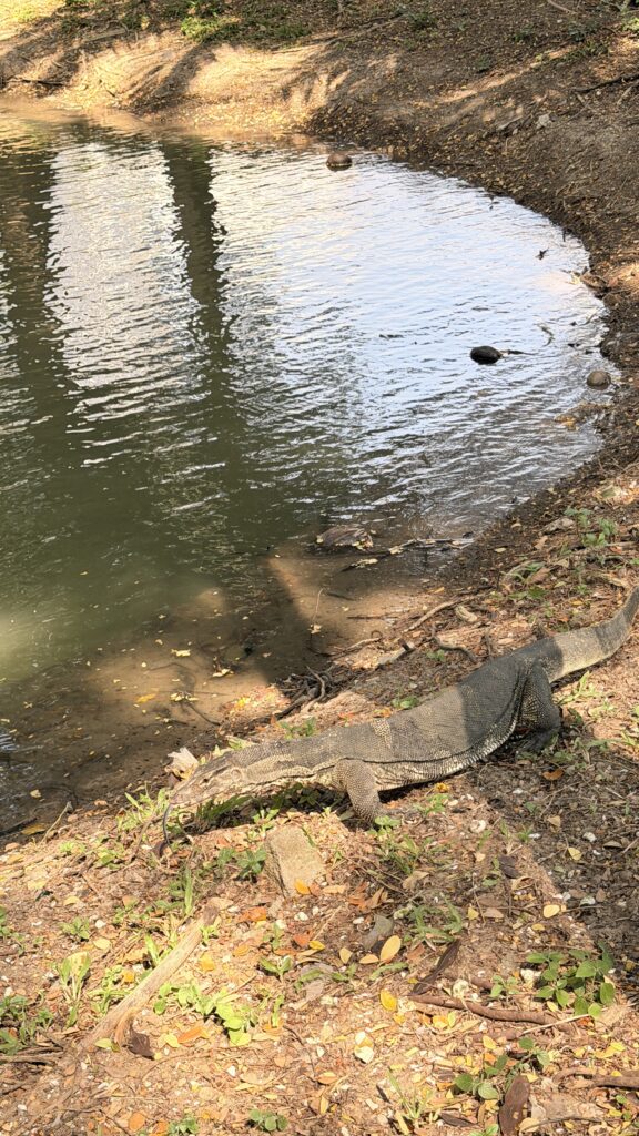 לטאה גדולה שוכבת על הקרקע ליד שפת בריכה קטנה, מוקפת בעלים יבשים ועפר, עם השתקפויות של עצים הנראות במים.