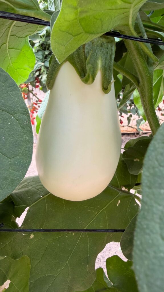 חציל לבן תלוי על צמח ירוק עלים, מוקף בעלים גדולים בגינה.