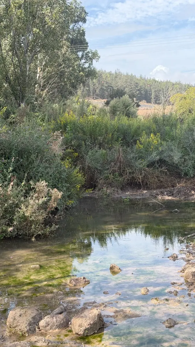 מים וצמחיית גדות בעינות ציפורי