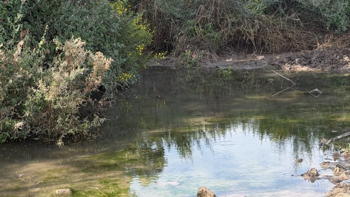 מעיין וצמחייה בעינות ציפורי בתמונה רוחבית