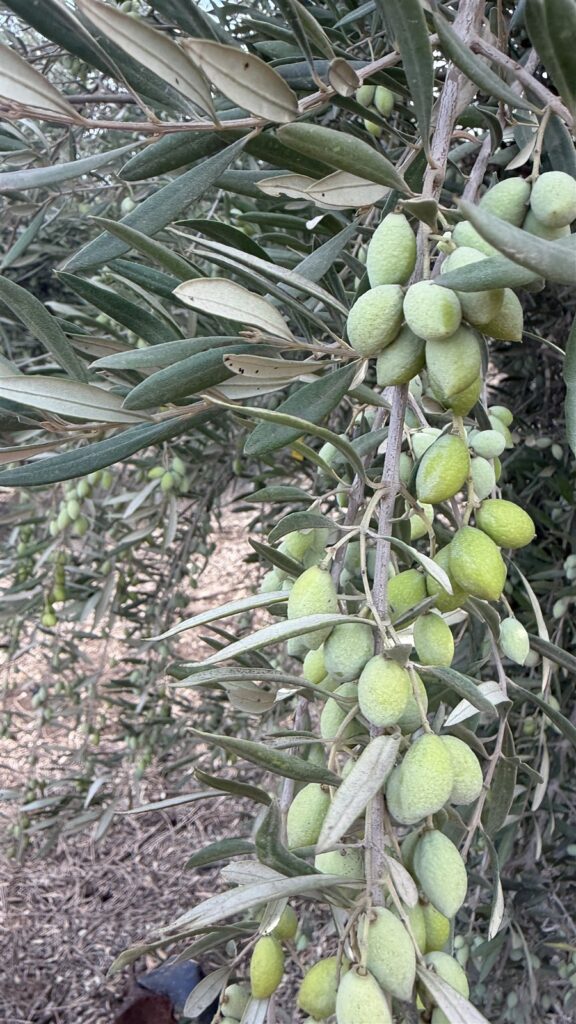 ענפי עץ זית עם זיתים ירוקים