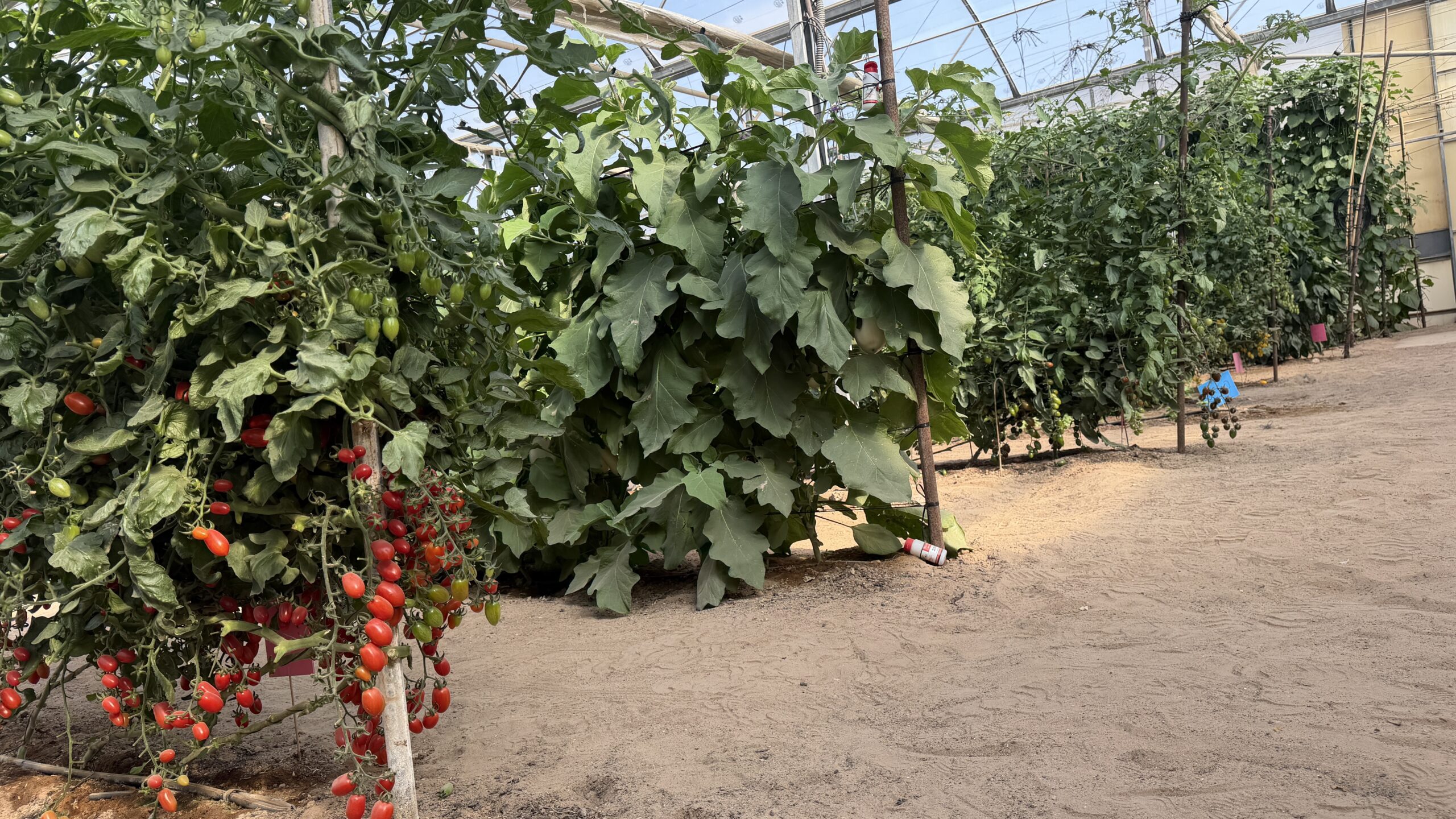 ביקור במרכז ויידור בחצבה