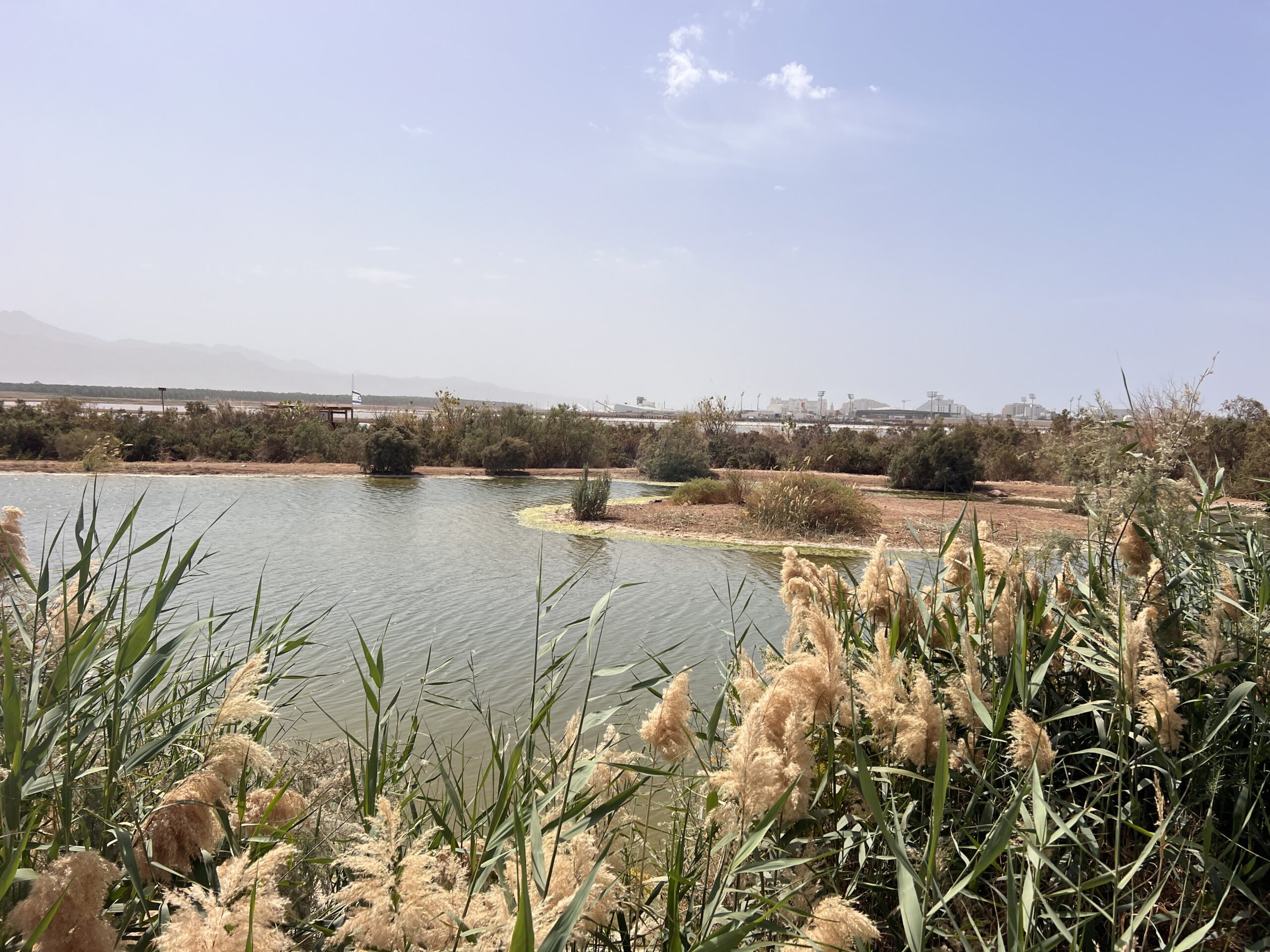 בריכות מים ונוף מדברי בפארק הצפרות אילת
