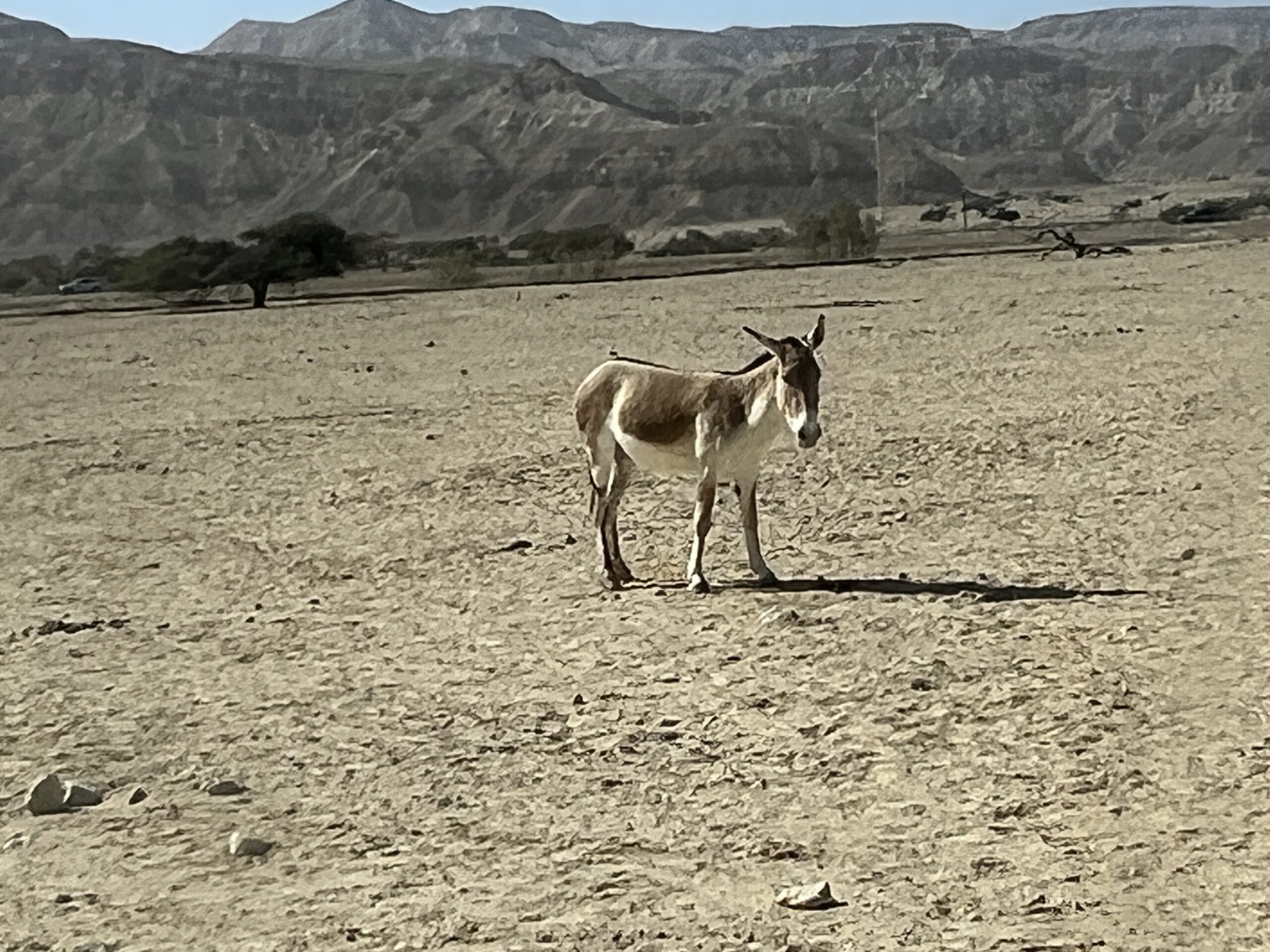 ביקור בחי בר יטבתה בערבה הדרומית