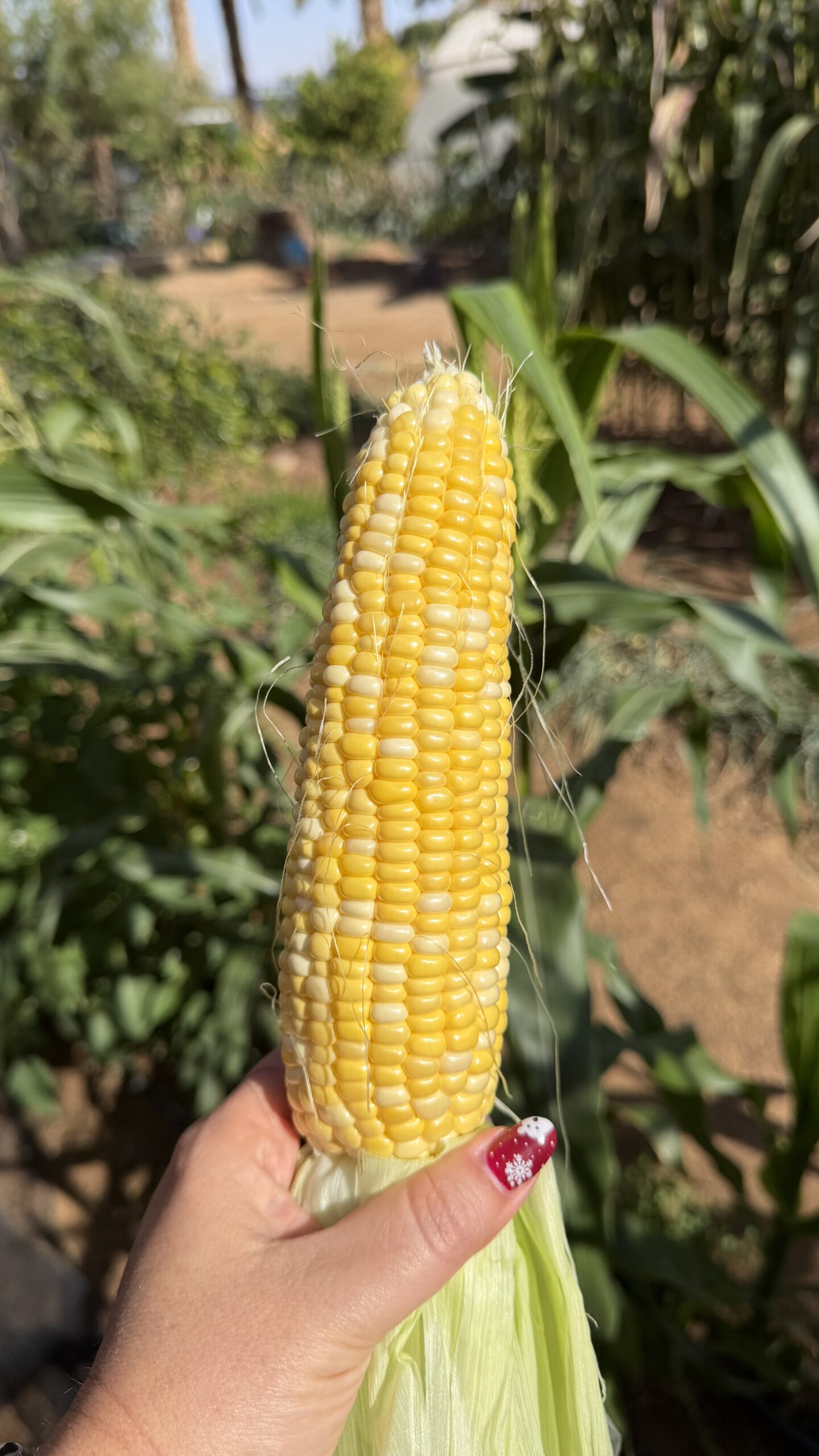 ירקות טריים בגן ירק בצופר