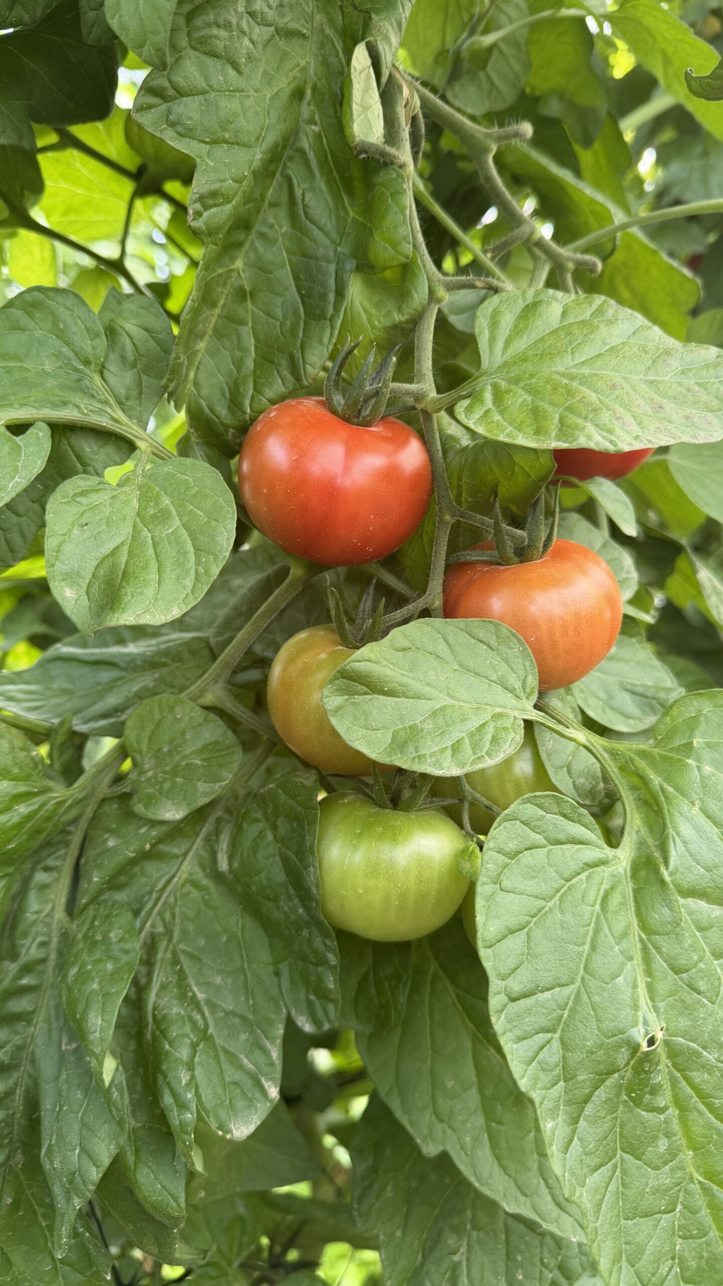קטיף ירקות בגן ירק בצופר