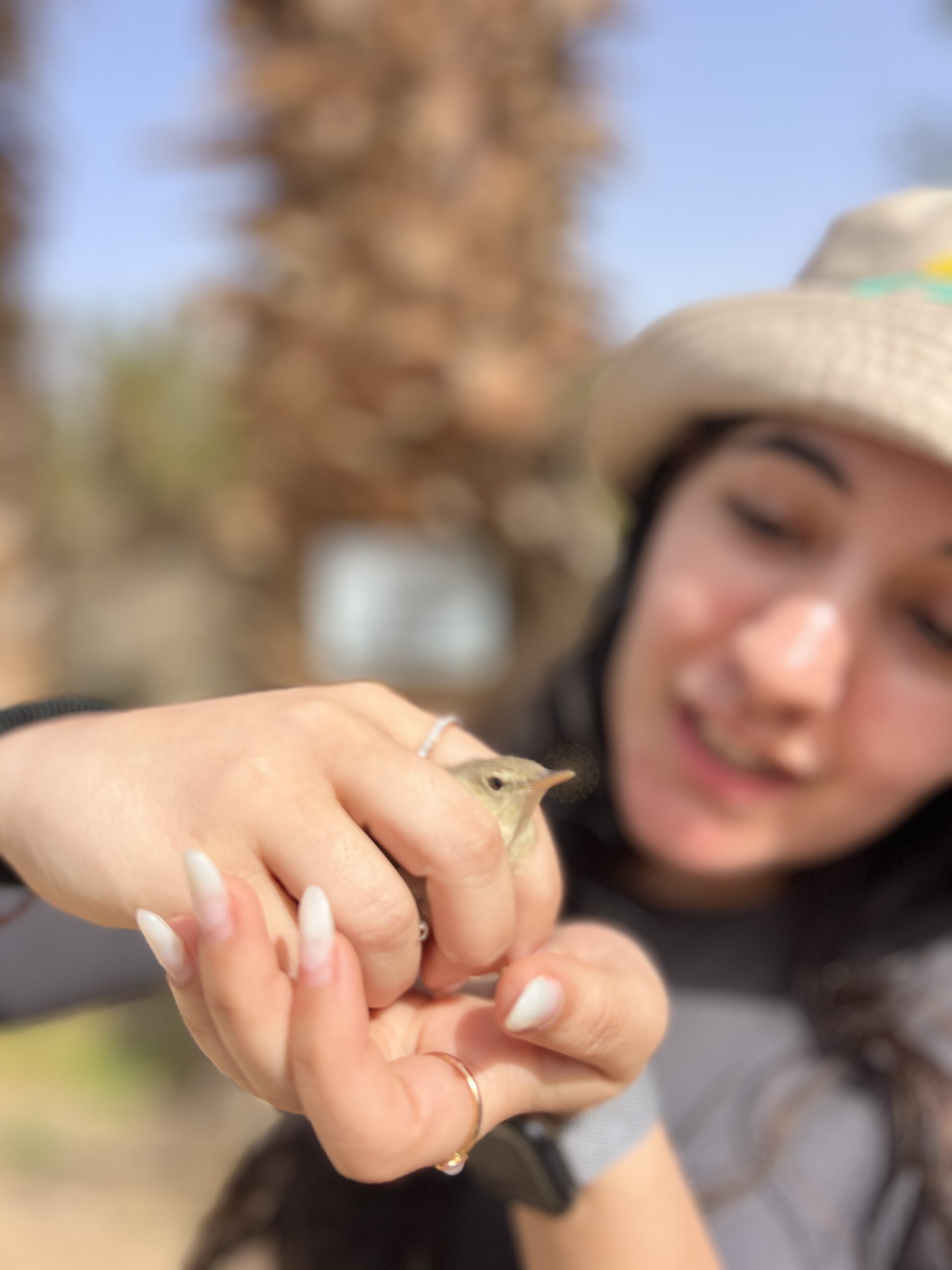 שחרור ציפור לאחר טיבוע בפארק הצפרות אילת